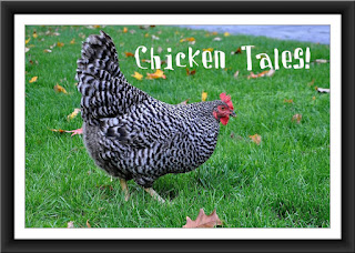 Do you have a story, photo, chicken-related tip or project you'd like 