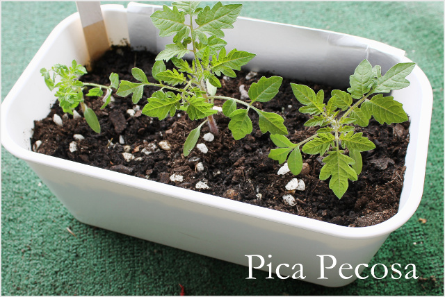 cesto-plastico-ikea-reciclado-en-maceta-diy