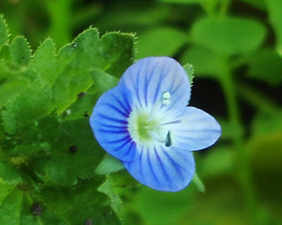 (Veronica persica) flor silvestre azul