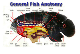 Basic Bony Fish Anatomy Picture