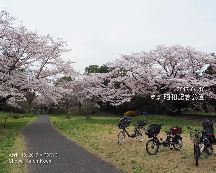 昭和記念公園の桜が想像以上にすごくてビックリした！