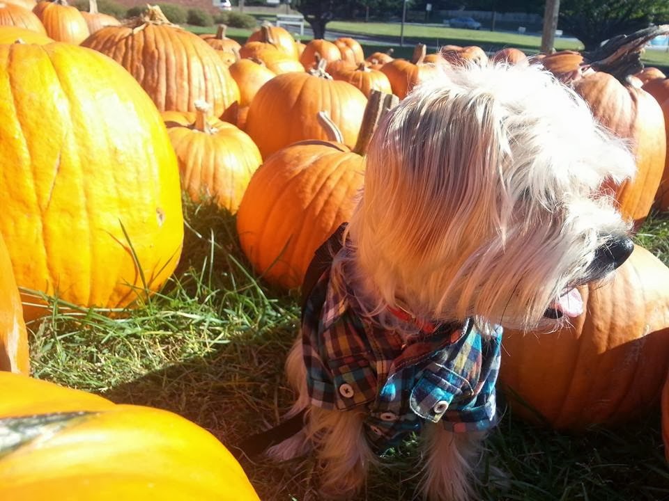 saturdays are for visiting pumpkin patches | Rambo The Puppy