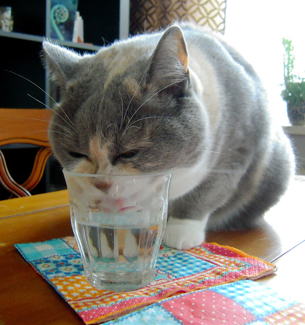 Cat loves only fresh water by CelloPics from flickr (CC-BY)