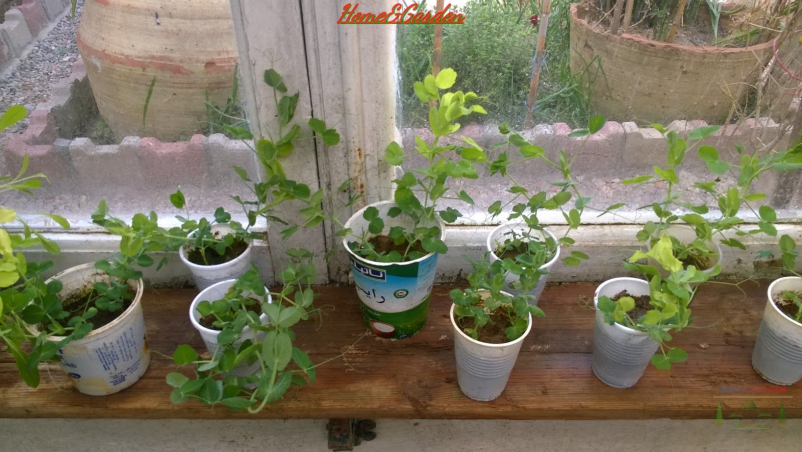How to Start Peas Indoors