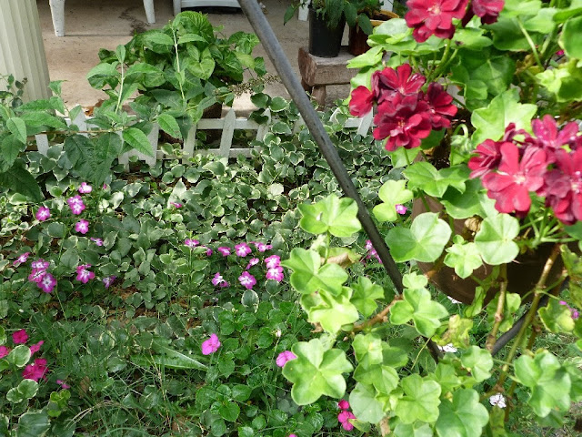 Geraniums and impatiens Geraniums and impatiens