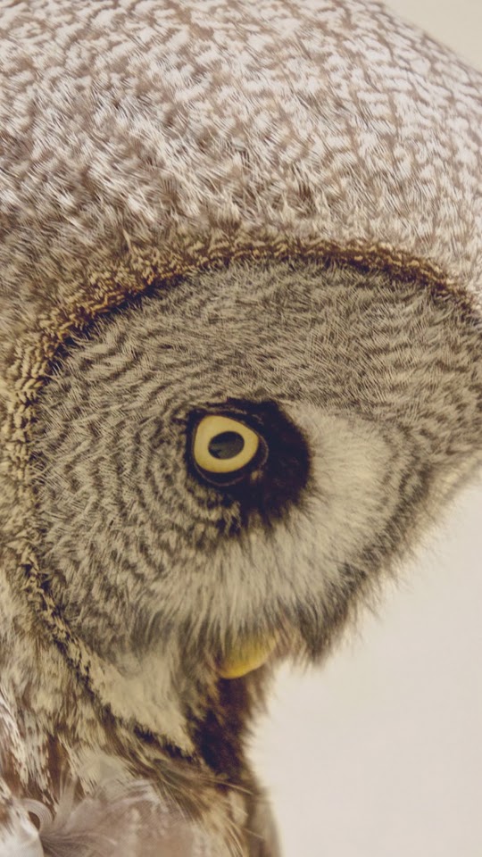 Owl Yellow Eye Profile Head Sad Look  Galaxy Note HD Wallpaper