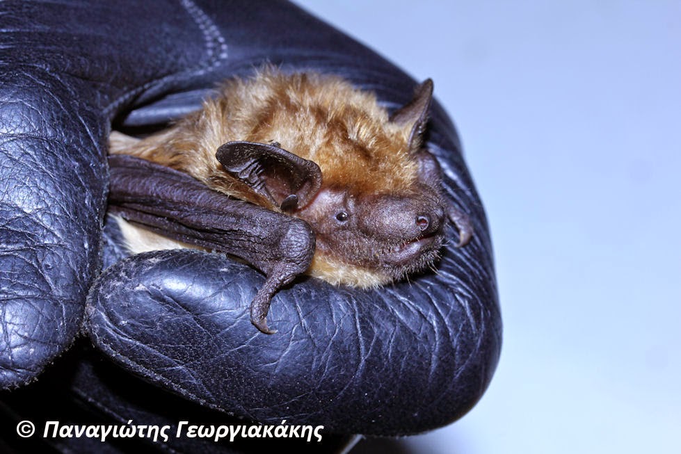 Το ζώο της εβδομάδας Τρανονυχτερίδα (Eptesicus serotinus) Αργολικές