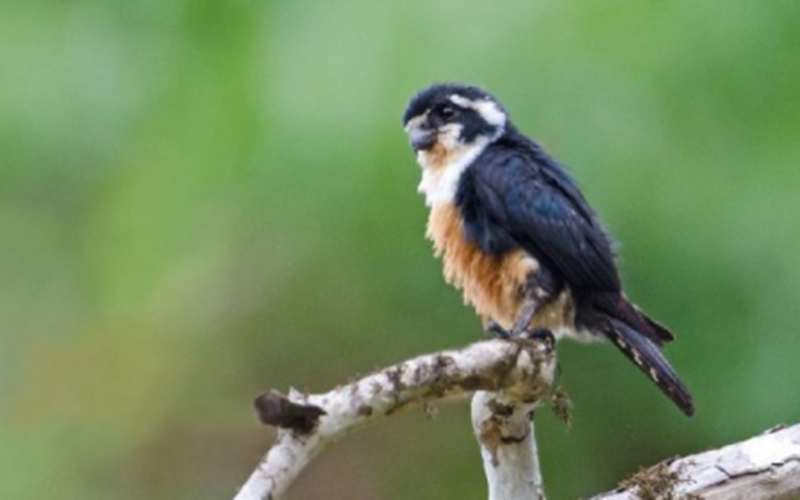 30 Arti Mimpi Tentang Burung Alap Alap Capung Menurut Primbon Jawa Dan Islam Arti Mimpi Kuno