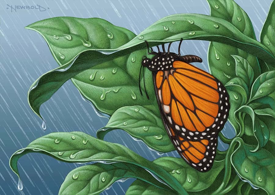 Butterfly Book 3 LIFE NEEDS ART