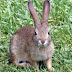 Rabbit Farming in India