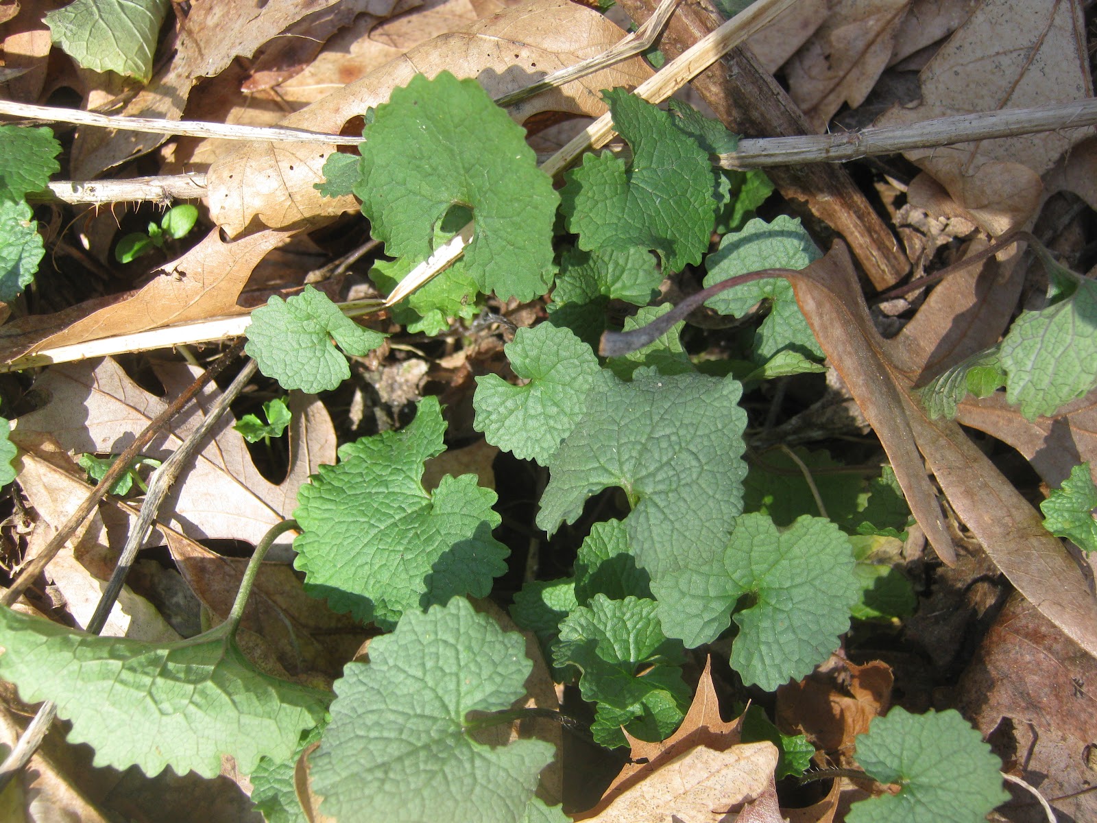 Living On Da Hedge Garlic Mustard as a Wild Medicinal