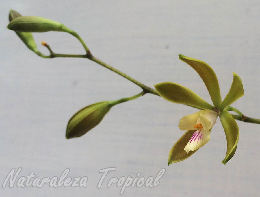 Vista de la flor de la orquídea Encyclia acutifolia en la inflorescencia