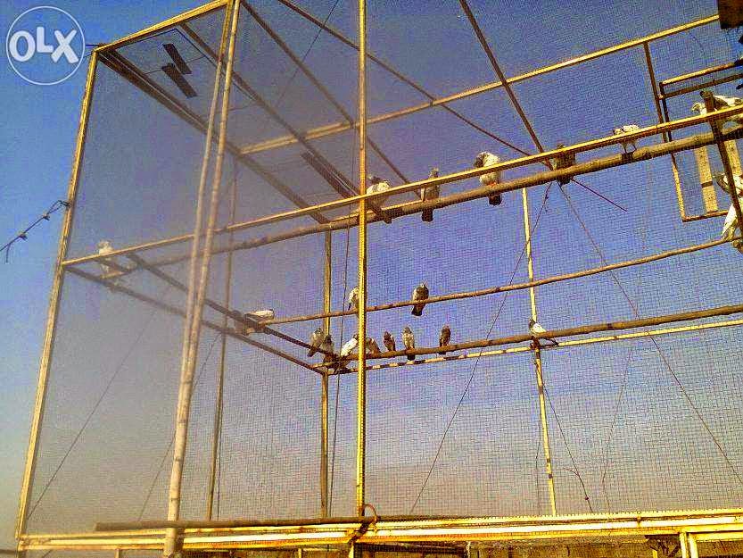 Pigeon Cage For Sale In Lahore