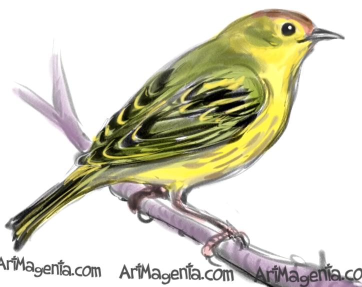 Birds Yellow Warbler