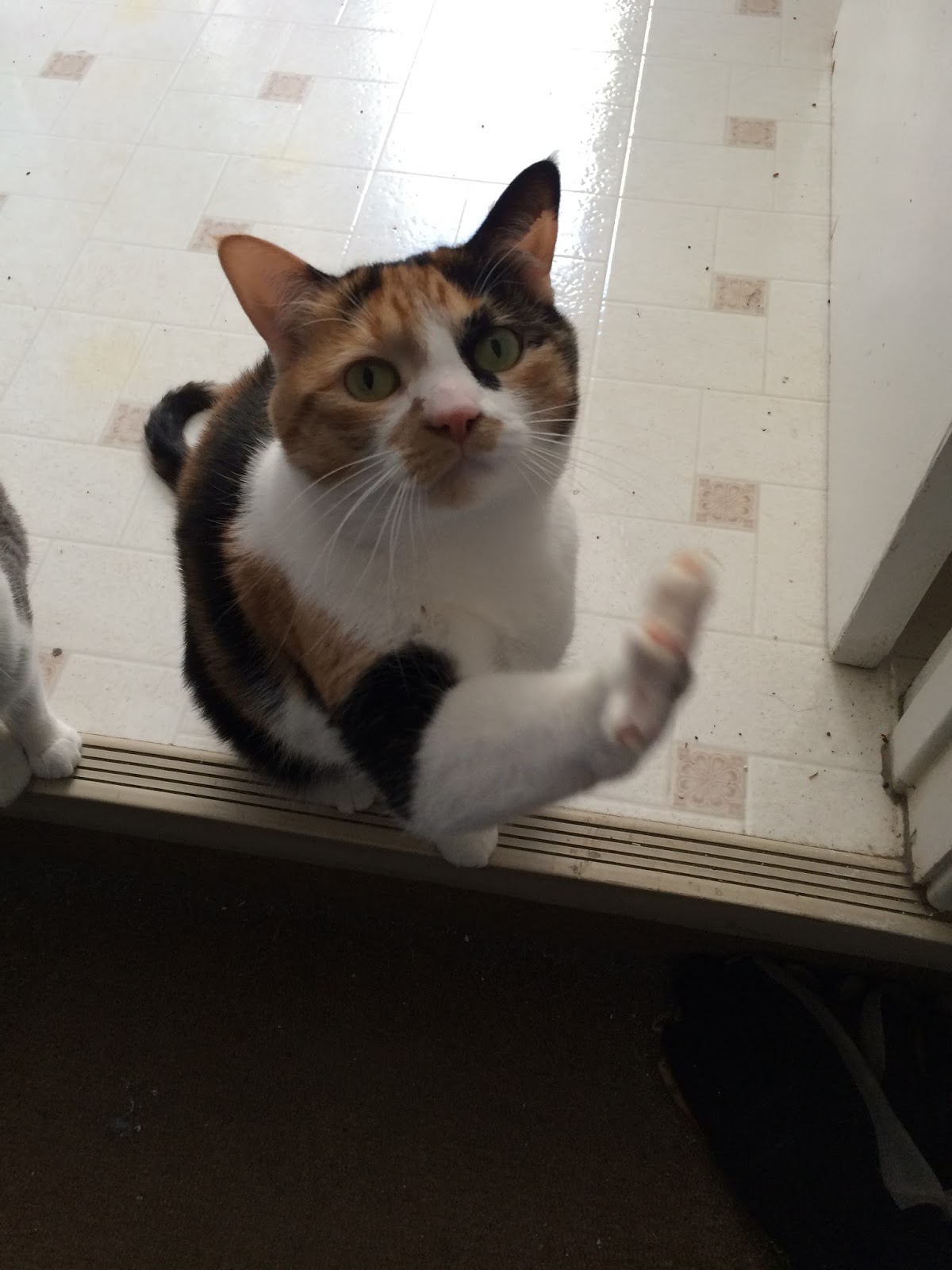 Crazy Calico Cats Please Sir!