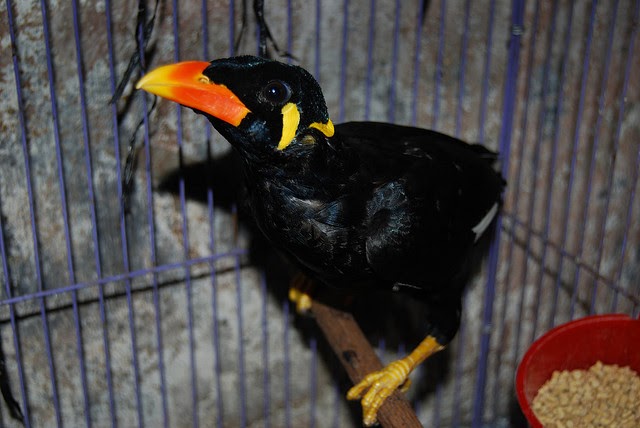 Daftar Harga Burung Beo Terbaru 2017 Kickbisnis Com