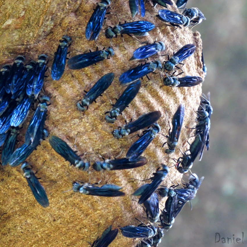 Marimbondo mata cavalo, Marimbondo tatu (Synoeca cyanea) 