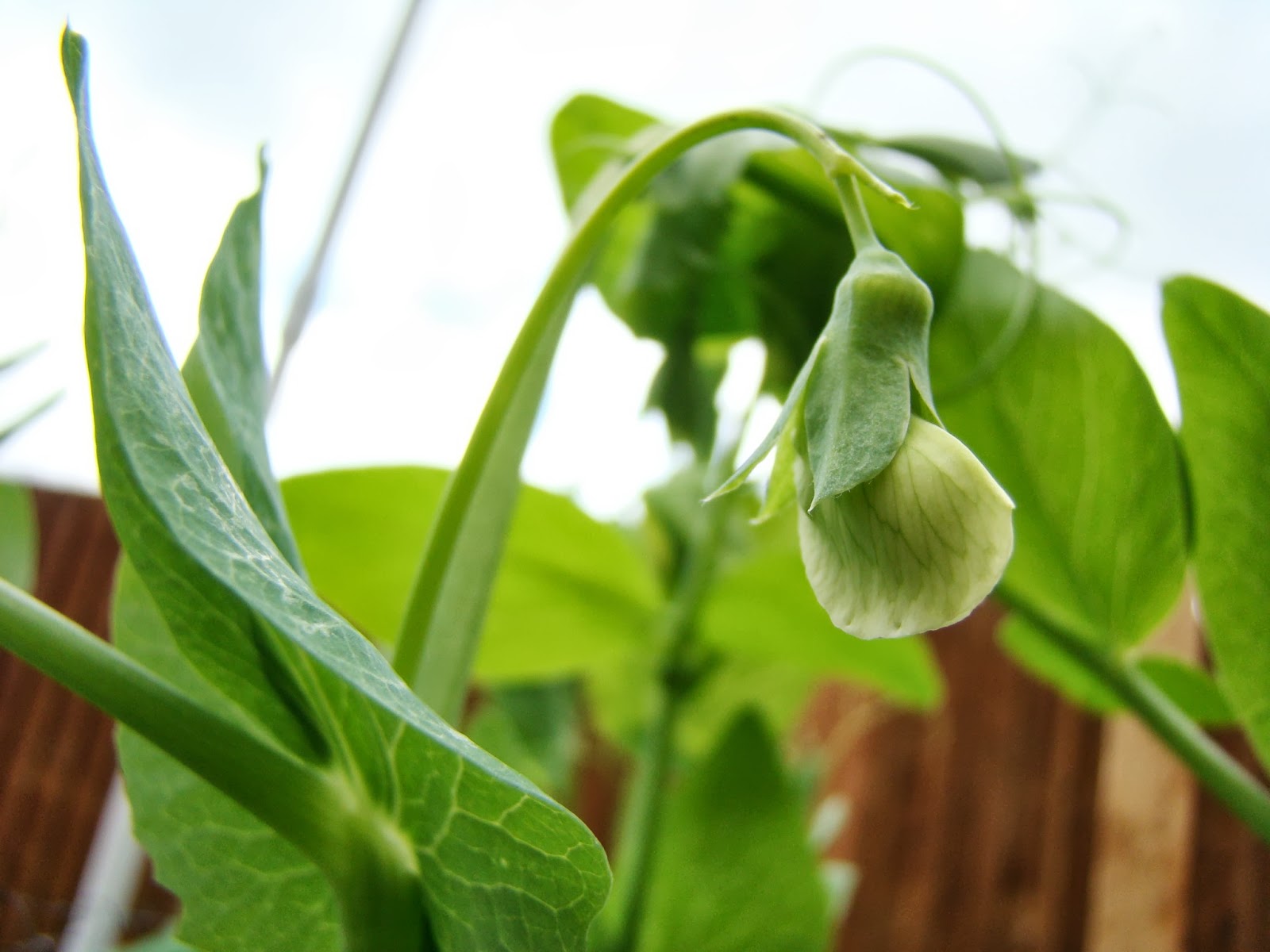 knackful knitter Flowering Peas and a Tangled Mess
