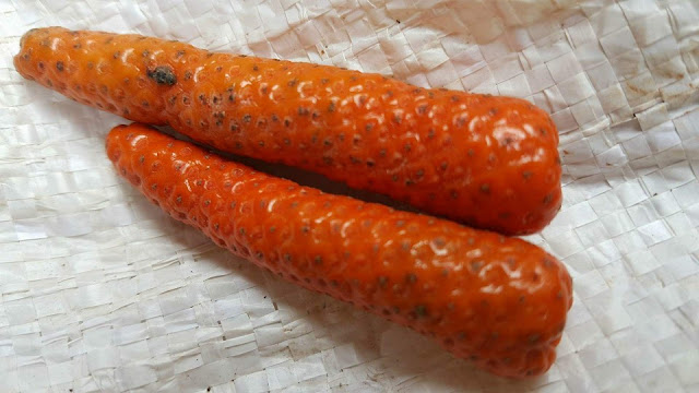 Trái tiêu lốp Trái tiêu lốp