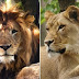 Luanesha vret Luanin e madh në Kopështin Zoologjik