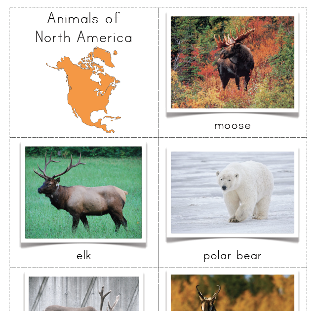 The Helpful Garden: Animals of North America Cards