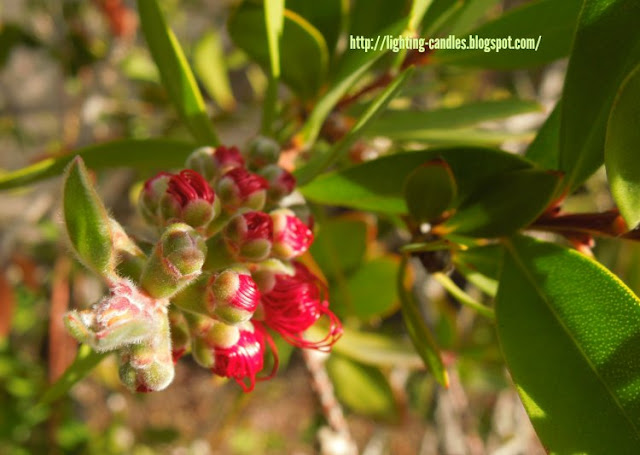 B is for Bottlebrush