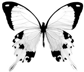 Black Butterfly - Butterfly Pict