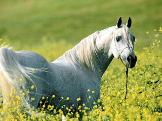 Un caballo como prestacion de una obligación genérica