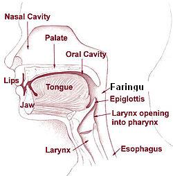 faringu,faring,gryka,faringu anatomi