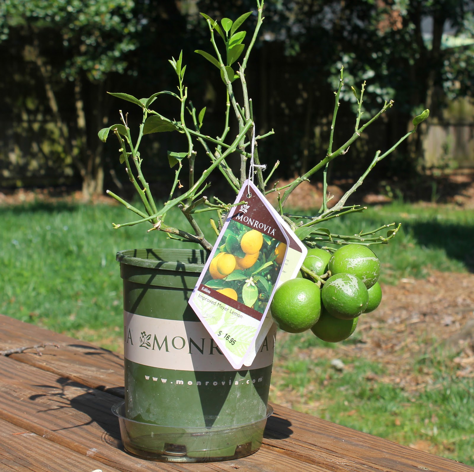 When Life Gives You Lemons... Carolina Charm