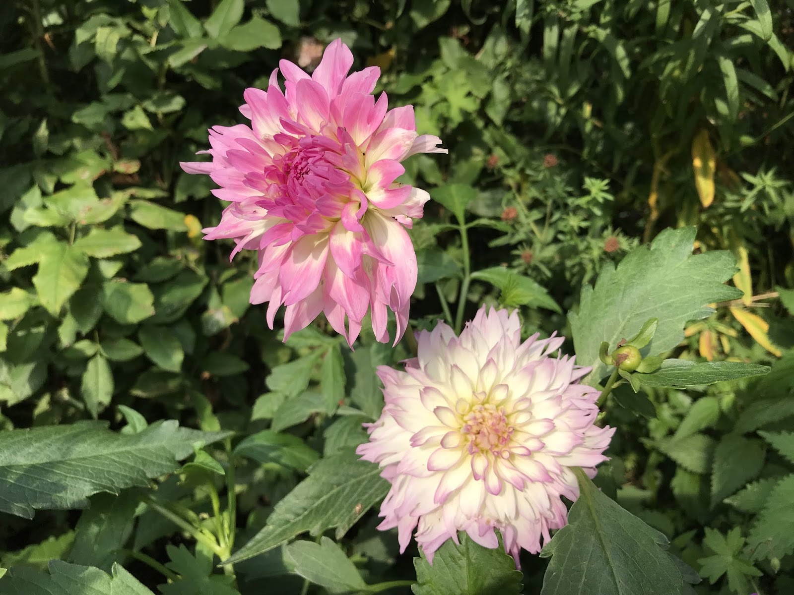 Achimsgarten Der Selbstversorger Und Garten Blog Page 16 Chan