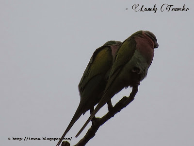 Red-breasted parakeet - Psittacula alexandri