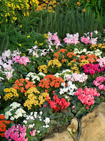 Centennial Park Conservatory Spring Flower Show 2014 cyclamens kalanchoes by garden muses-not another Toronto gardening blog