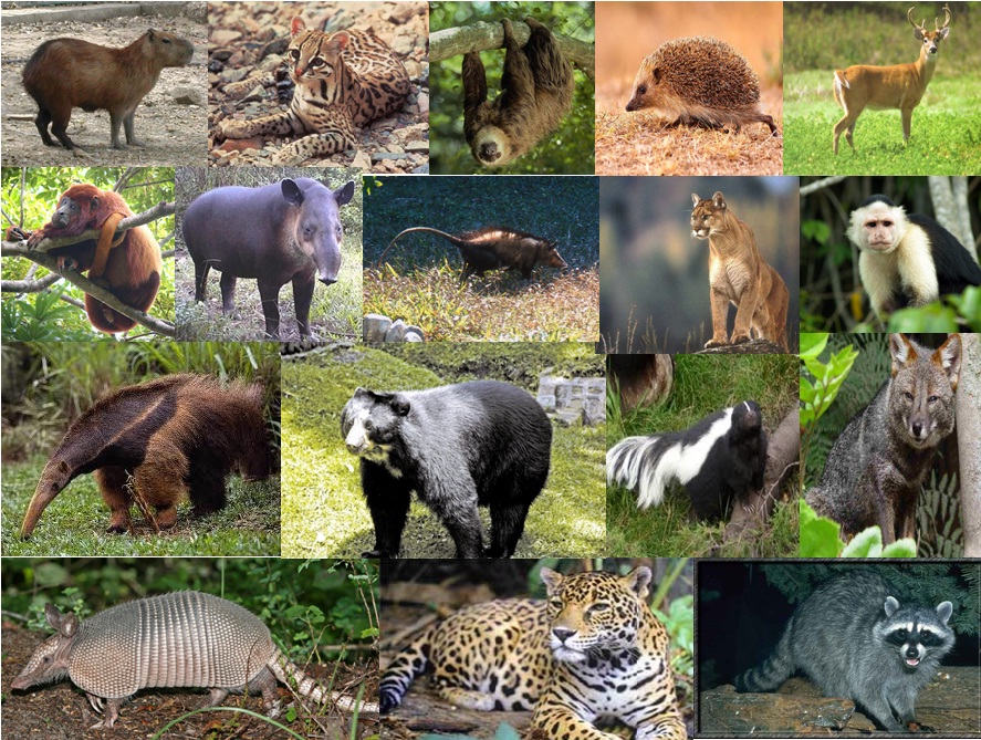 Biologia Mundo dos Mamíferos Mamíferos Biologia Mundo dos Mamíferos Mamíferos