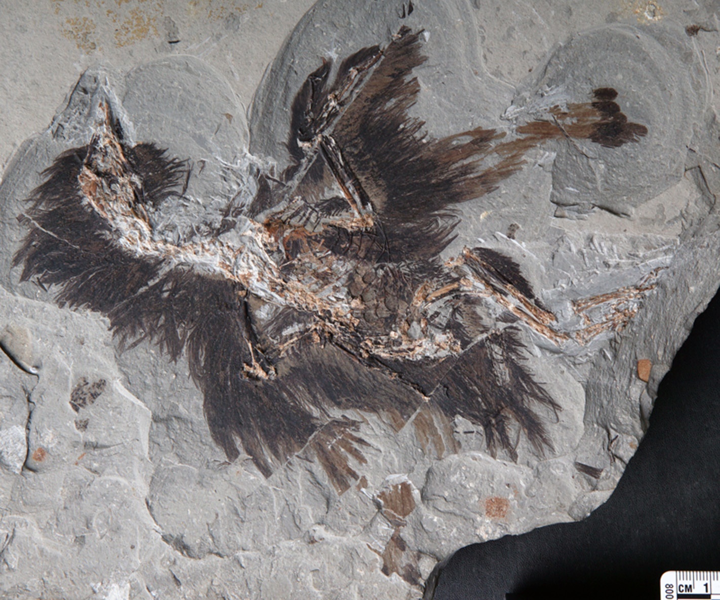 Keratin and melanosomes preserved in 130millionyearold bird fossil