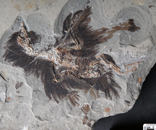 Keratin and melanosomes preserved in 130millionyearold bird fossil