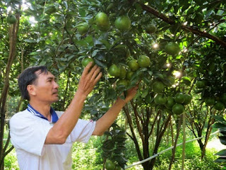 Ông Vũ Văn Vĩnh ở thôn 3, xã Cư Elang (huyện Ea Kar, tỉnh Đắk Lắk) nhờ có vườn cây ăn trái của mình mà mỗi năm thu lãi về tiền tỷ 
