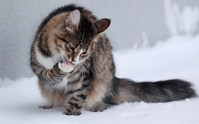 Wallpaper with cat sitting in the snow