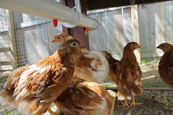 watering coop system chicks week chicken self anymore babies chickens
