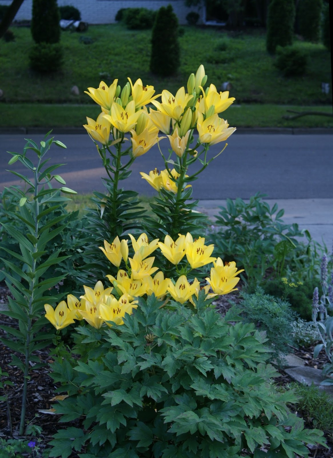 Visit My Garden LA Hybrid Lilies