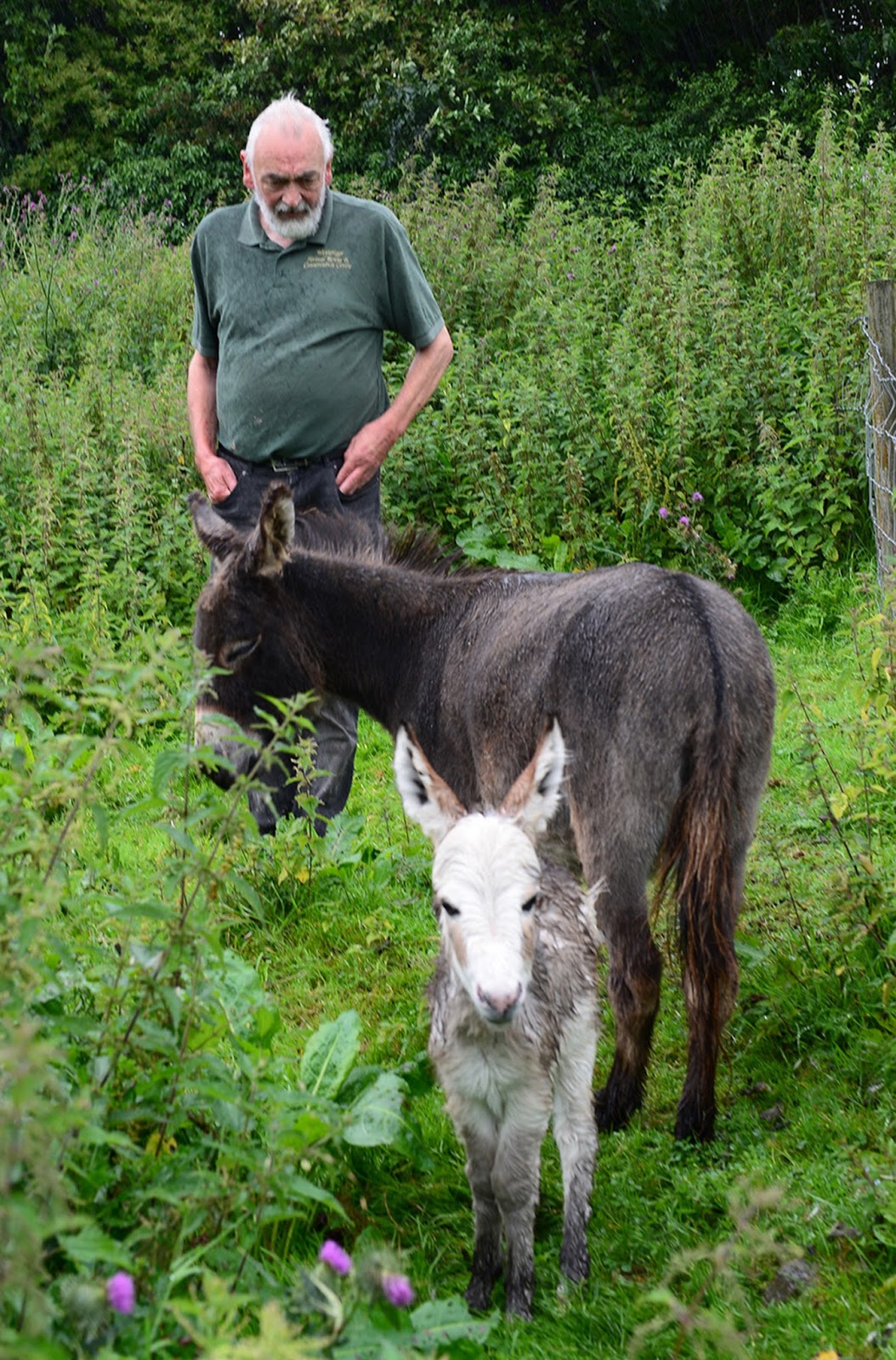 Teesdale Mercury: Can you help name rare pygmy donkey?