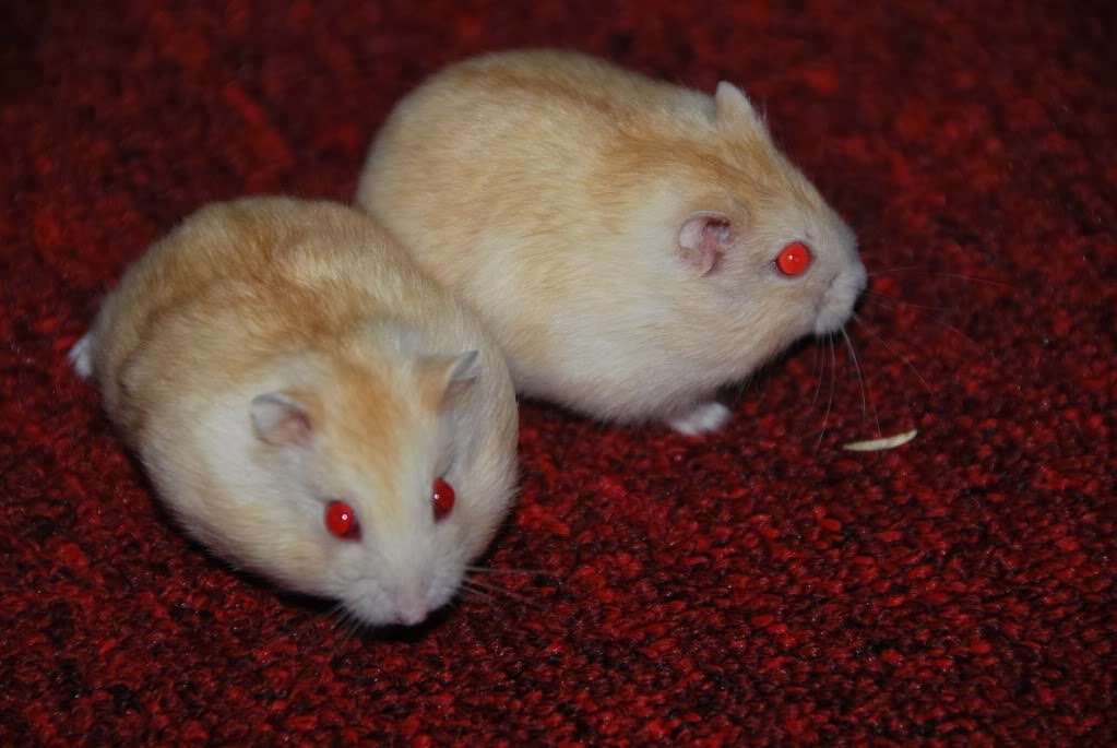 Hamster ruso macho o hembra Arsveterinaria