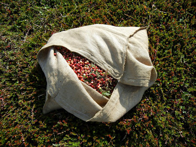 A burlap sack full of freshly gathered cranberries