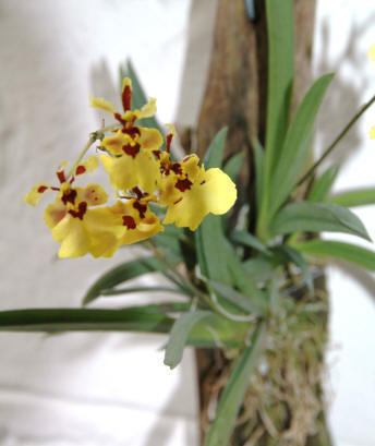 Paixão por orquídeas - Meu orquidário: Guia da Oncidium