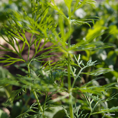 eight acres: how to grow and use dill