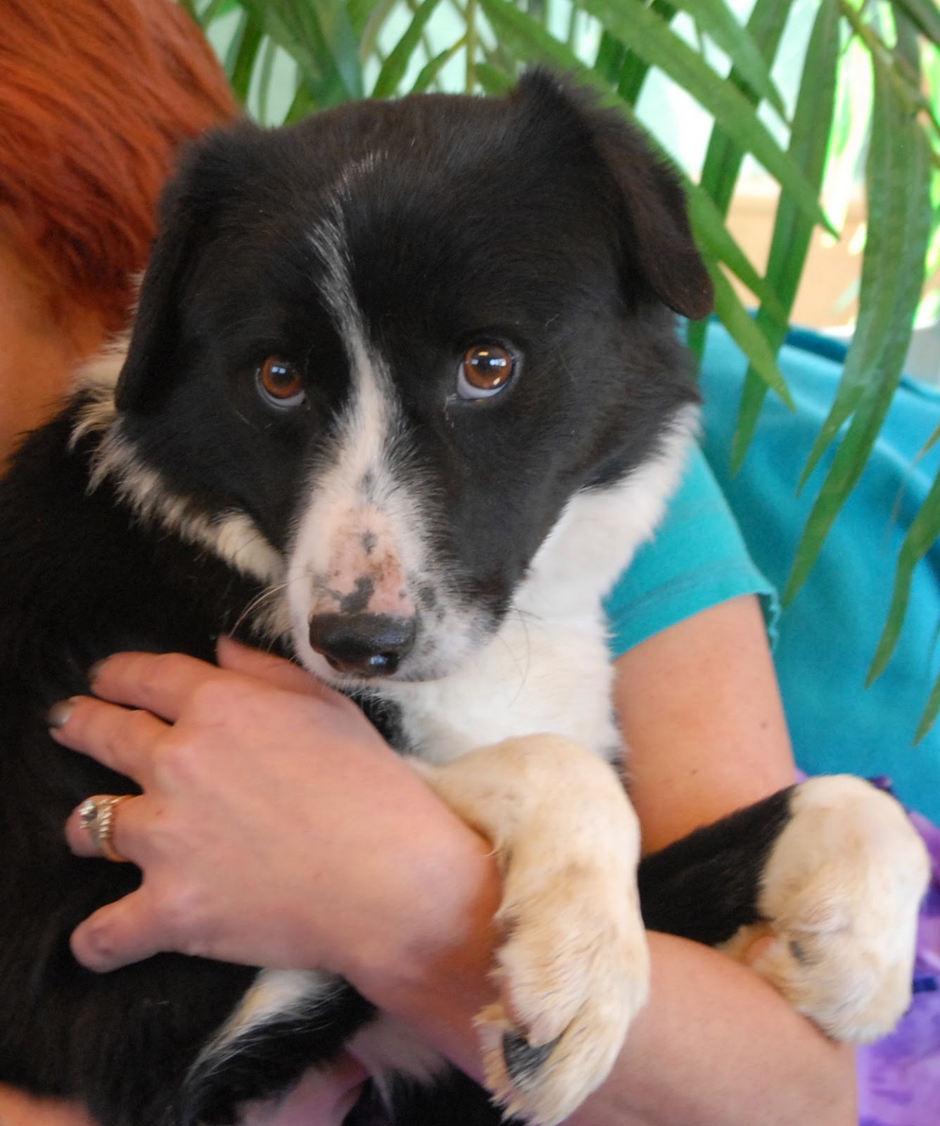 3 Border Collie mix puppies who need a hero.