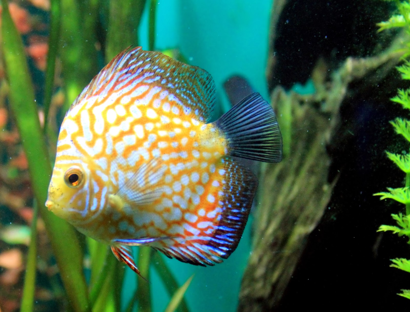 fish share IKAN HIAS SYMPHYSODON YANG CANTIK 7 jpg (1600x1218)
