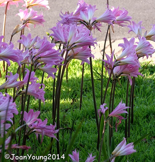 Natures World of Wonder Belladonna or March Lily (Amaryllis belladonna)