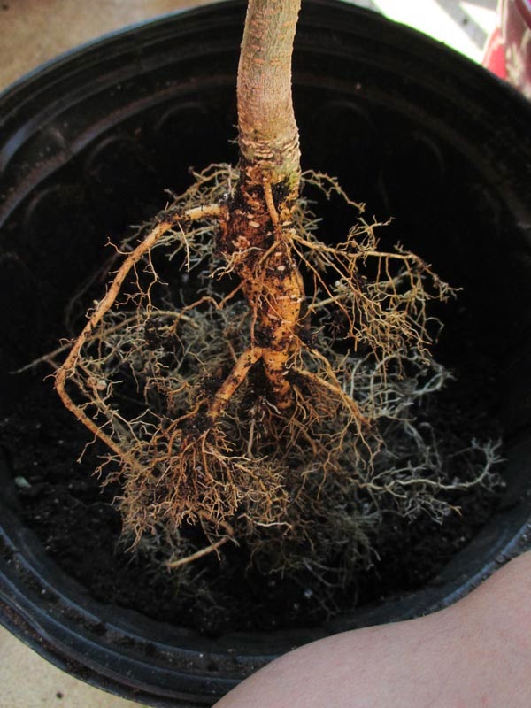 Mimosa Tree Root System Diagram