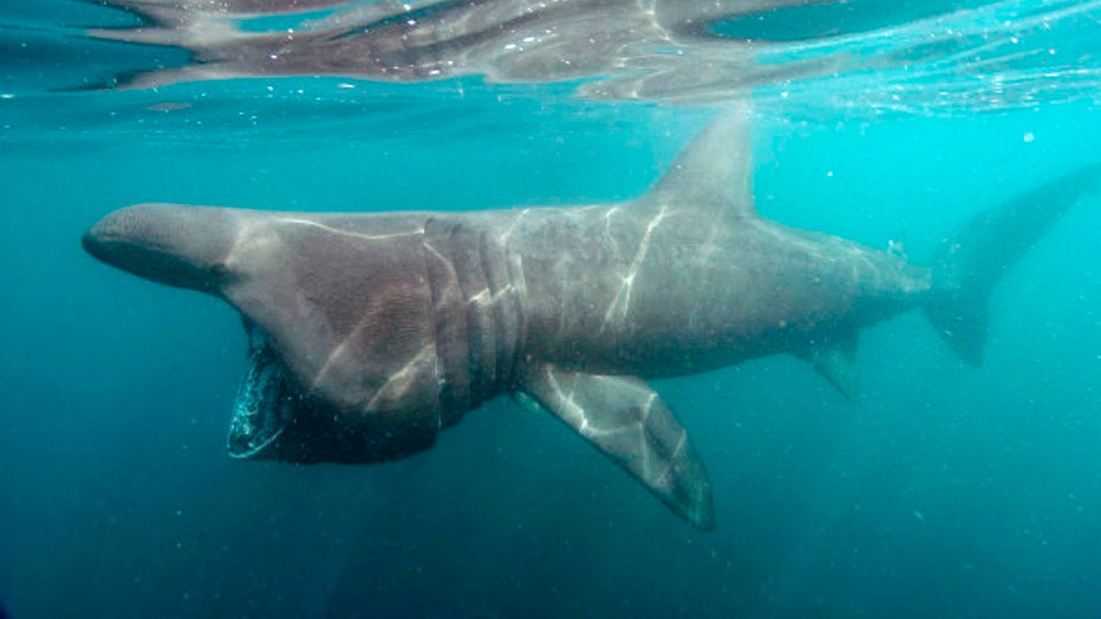 Post-Shark Week Progress: basking shark taggings and California's ...